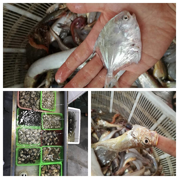 1502765628634063ntFb.jpg 光影魔術(shù)手拼圖22.jpg